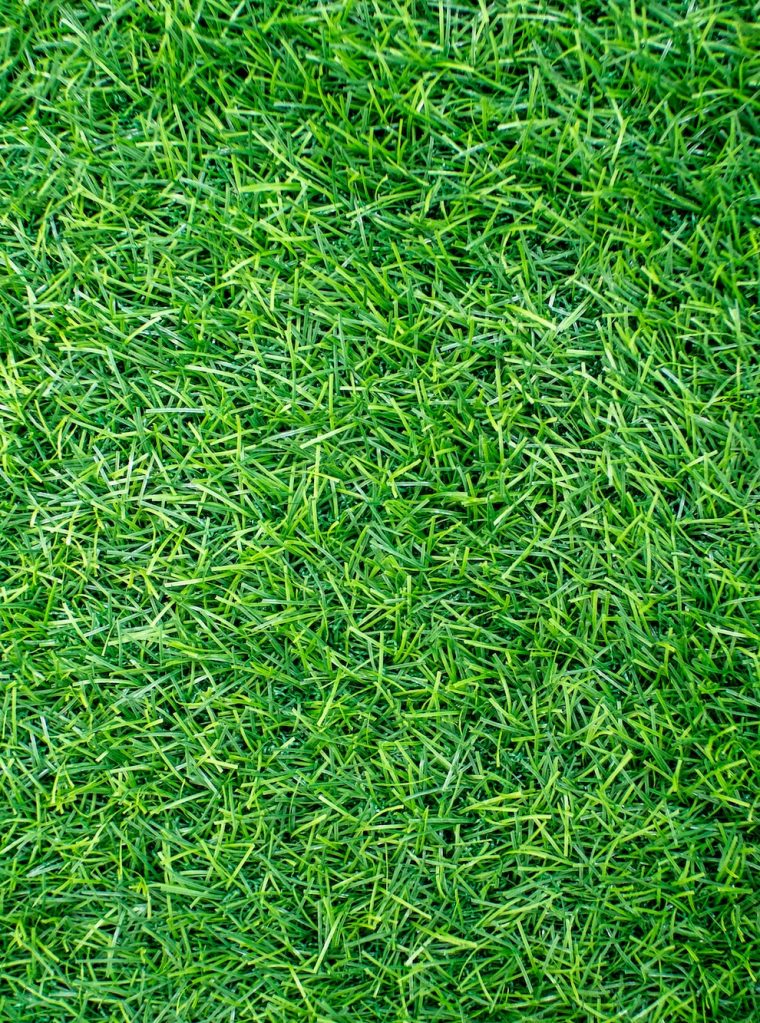 grass grass
